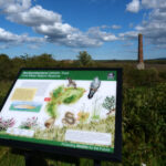 Foraging Walk at Ford Moss