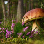 Mushroom Forage at Ford & Etal Estates