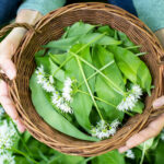 Spring Hedgerow Foraging Sessions in Etal